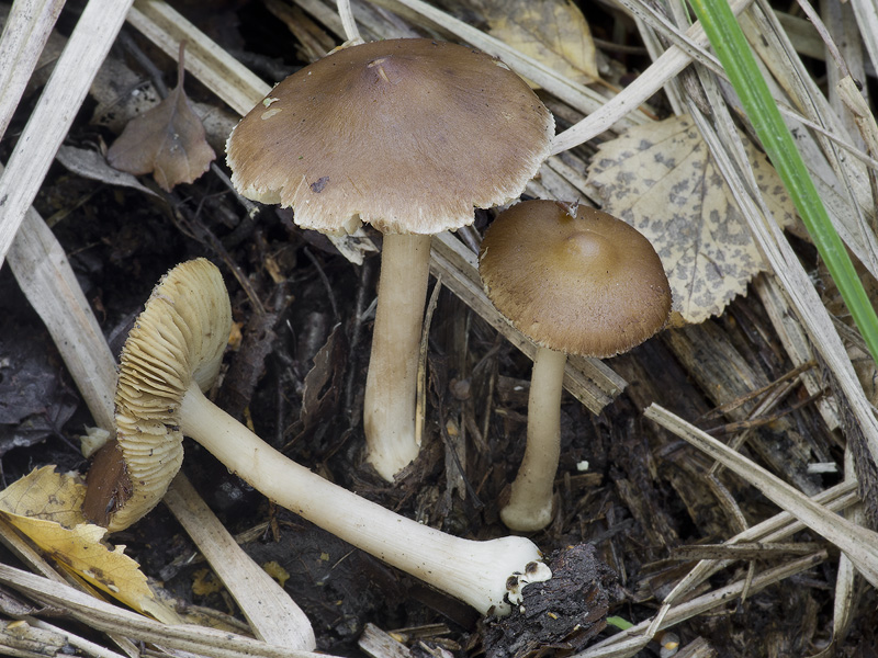 Inocybe lindrothii